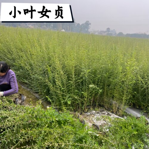 耐寒小叶女贞造型树庭院花园室外植物别墅绿化四季常青不落叶绿植