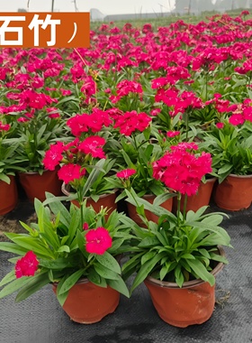 多年生石竹花苗花边石竹高杆石竹地栽易成活基地直销别墅花园造景
