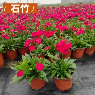 多年生石竹花苗花边石竹高杆石竹地栽易成活基地直销别墅花园造景