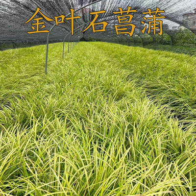 金叶石菖蒲盆栽庭院花园花箱