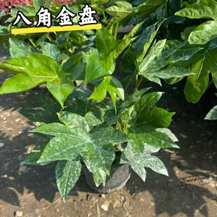 金叶子八角金盘盆栽四季常绿植物办公室内外净化空气客厅耐阴好养