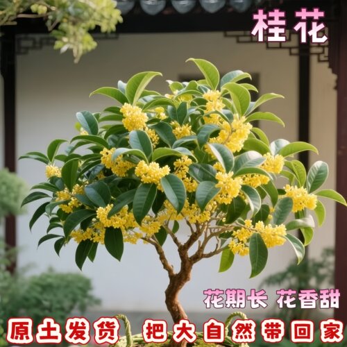 四季桂常青浓香桂花树苗花期长