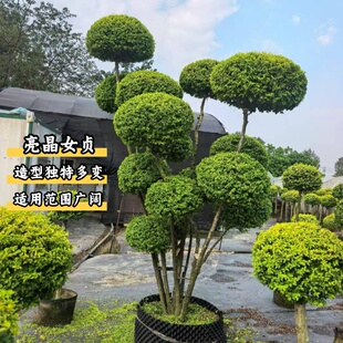 亮晶女贞球棒棒糖亮晶女贞树苗别墅庭院耐寒四季常青花镜塔造型树