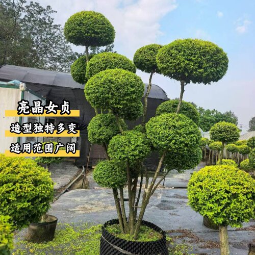 亮晶女贞球棒棒糖亮晶女贞树苗别墅庭院耐寒四季常青花镜塔造型树