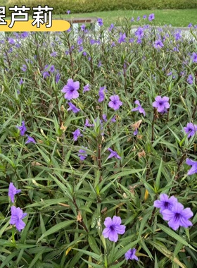翠芦莉盆栽阳台庭院紫色花绿植花卉多年生耐热耐寒花期长宿根常绿