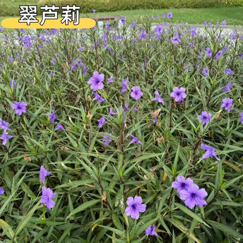 翠芦莉盆栽阳台庭院紫色花绿植花卉多年生耐热耐寒花期长宿根常绿