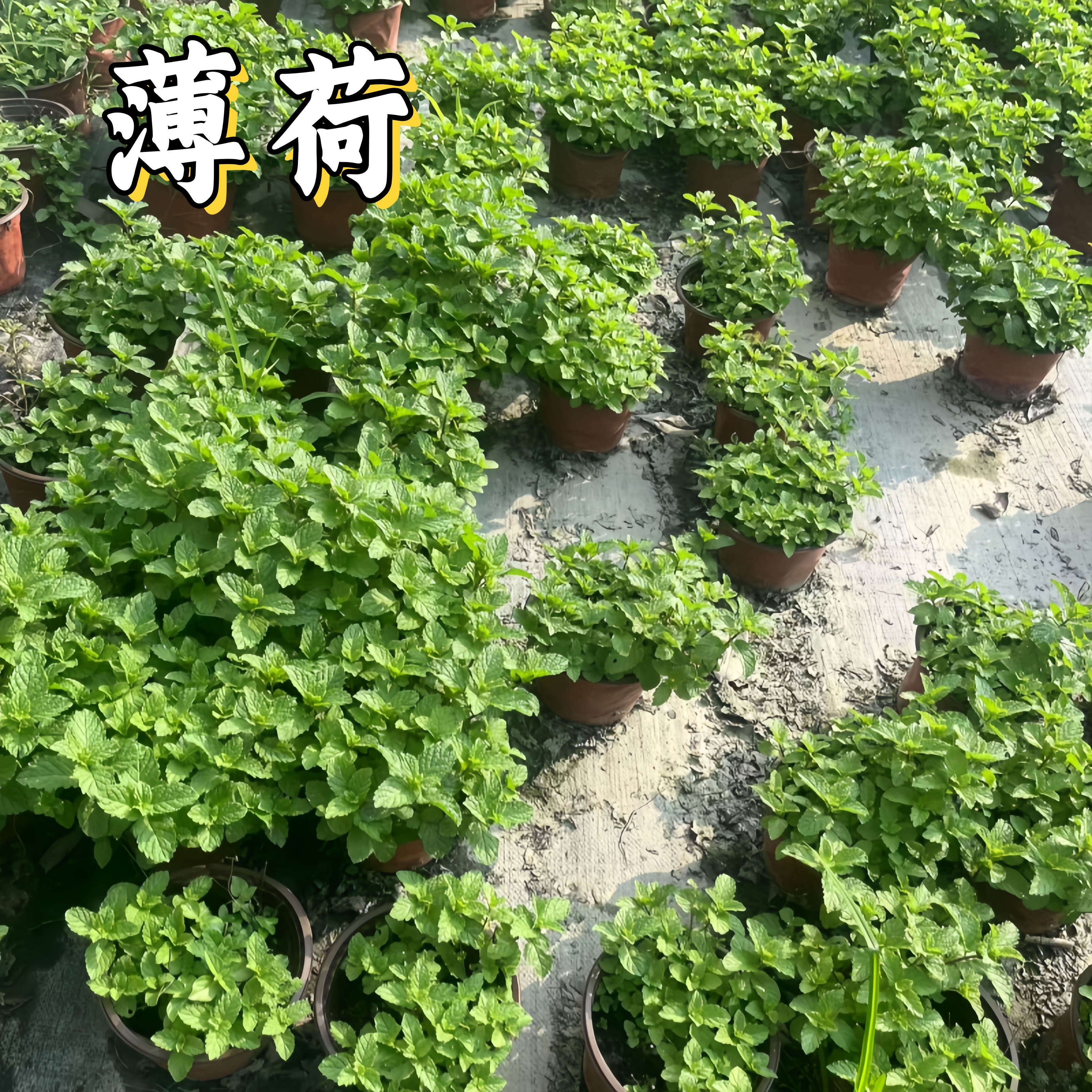 可食用驱蚊薄荷绿植盆栽
