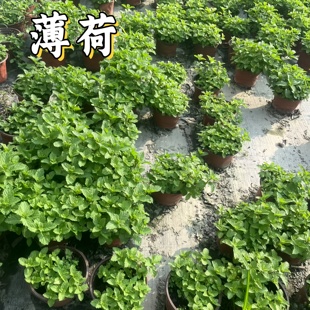 绿薄荷盆栽新鲜可食用薄荷叶庭院室内地栽驱蚊植物薄荷苗绿植花卉