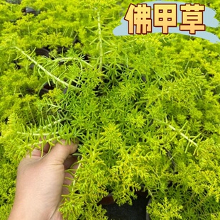 精品过路黄佛甲草熊猫堇中华景天耐寒耐旱易成活简易草坪免打理