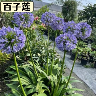 百子莲多年生易繁殖根茎花卉植物基地直销庭院耐热耐晒花卉盆栽