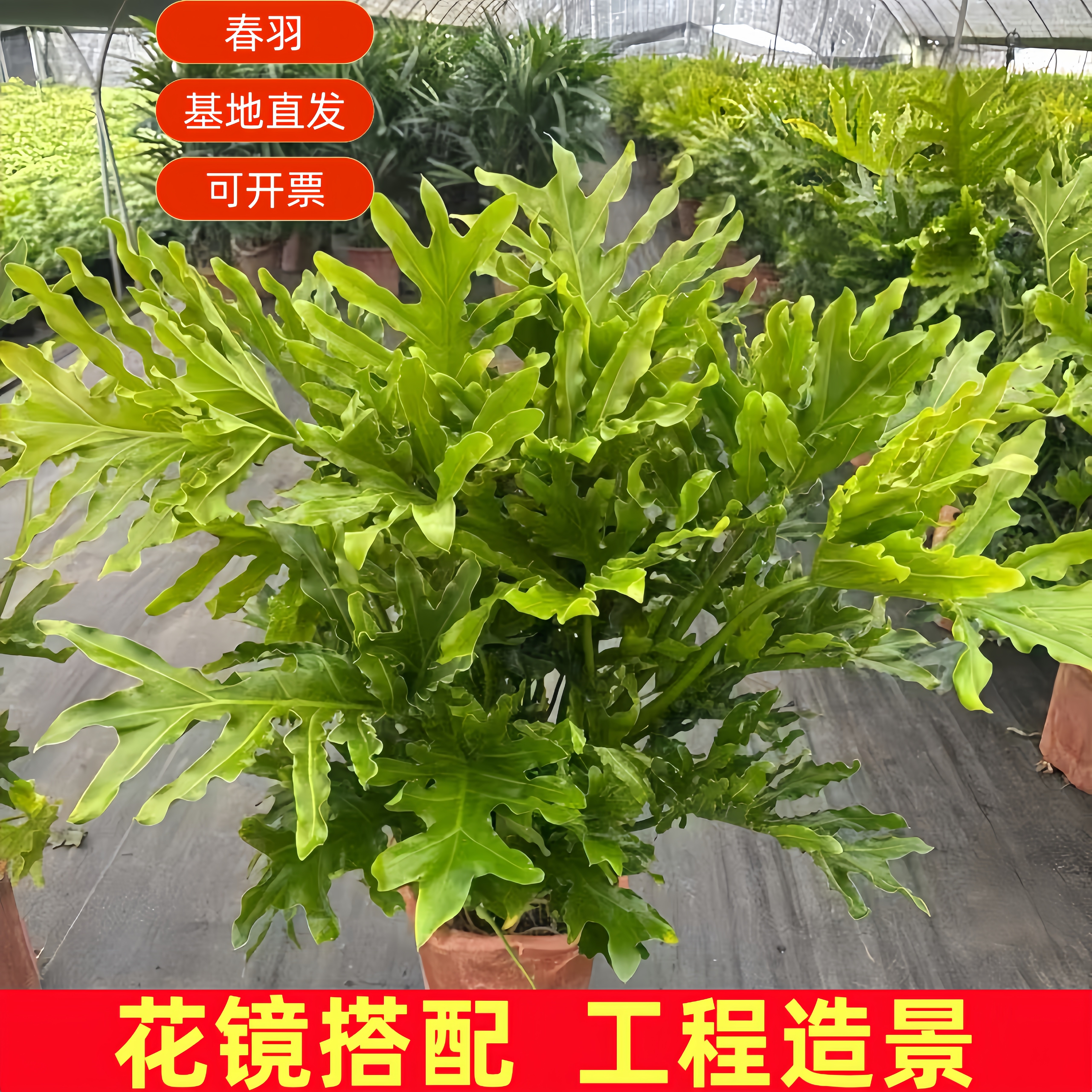 春羽盆栽室内丛生春雨绿植常青好养办公桌面观叶植物适合懒人