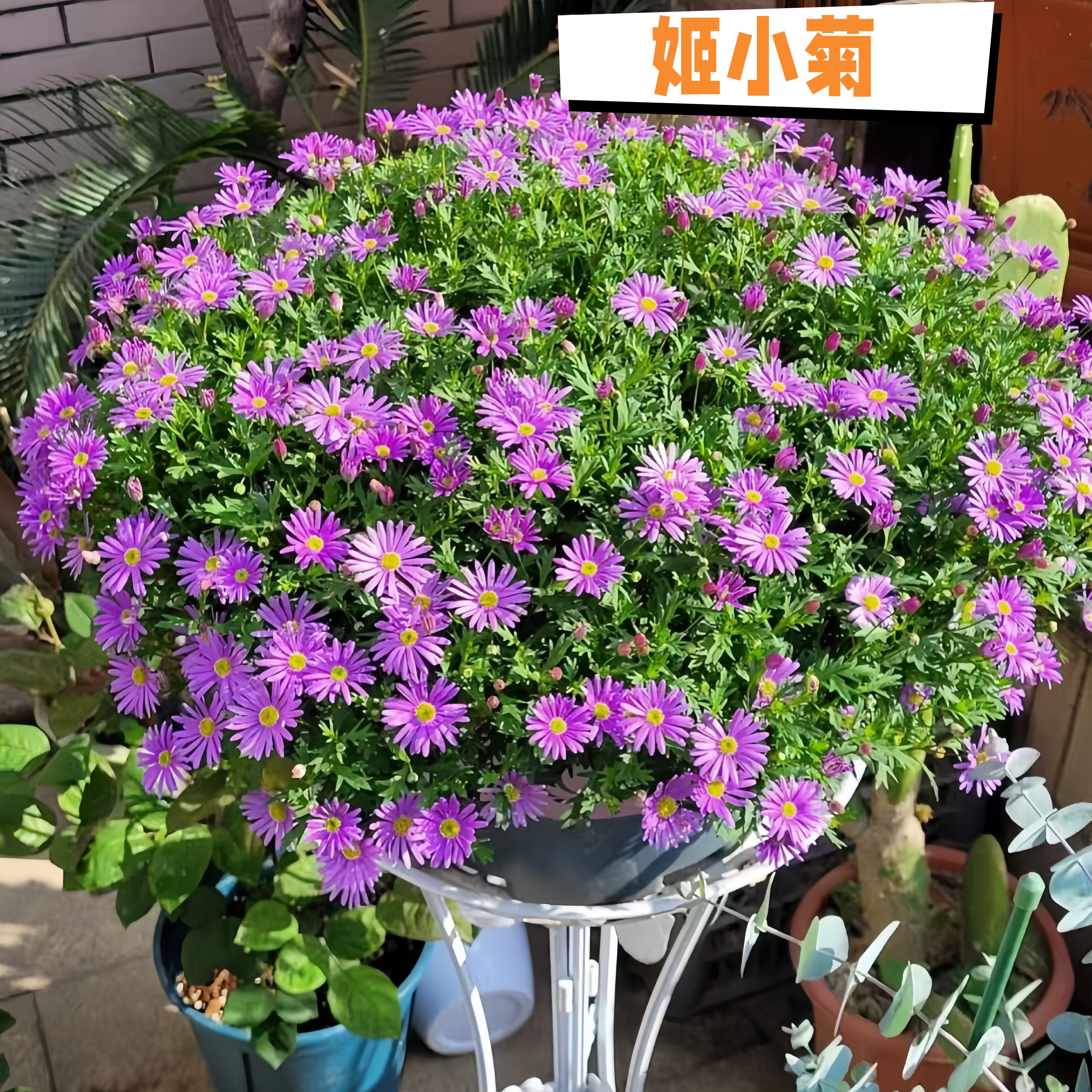 姬小菊盆栽花苞多的花卉地被植物