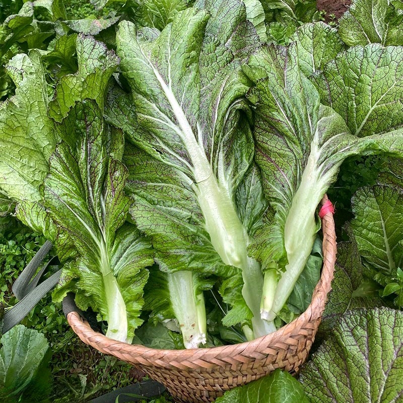 四川农家新鲜脆嫩芥菜腌制泡菜