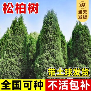 松柏树苗带土柏树侧柏塔柏龙柏松树坟地坟前墓前绿植园林绿化工程