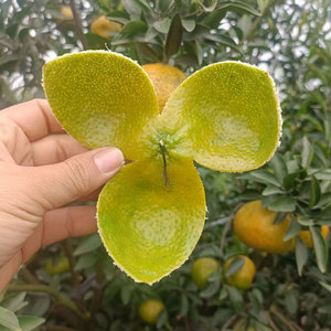 新会陈皮茶枝柑三花青皮二红皮