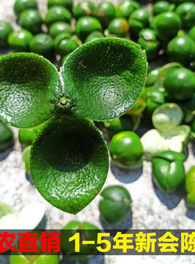 2025广东特产正宗新会老树陈皮地道茶枝柑青柑二红皮生晒干果皮