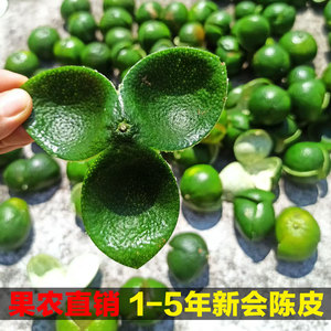 茶枝柑新会陈皮青皮生晒果农直销