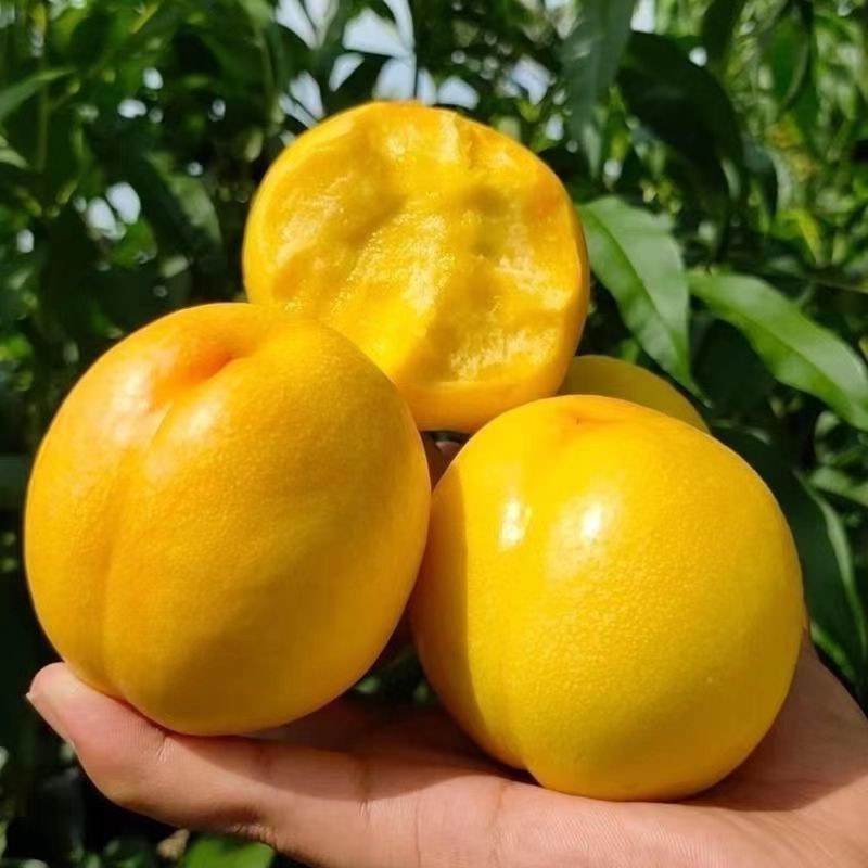 黄油桃红油桃 大连油桃现摘新鲜红油桃甜桃黄麻子油桃 黄金蜜油桃