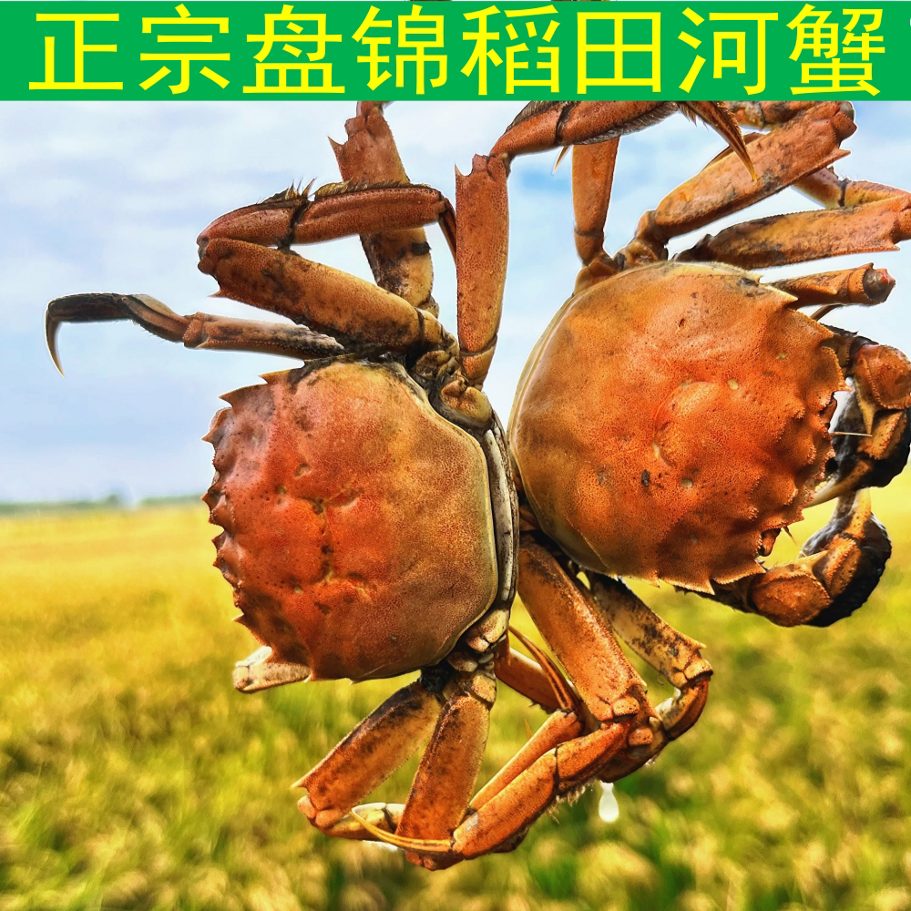 正宗盘锦河蟹全母精品大母蟹活蟹 现抓大闸蟹河蟹鲜活 盘锦稻田蟹