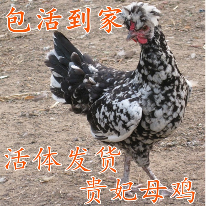 散养贵妃鸡 下蛋贵妃母鸡活体 活鸡观赏鸡 芦花鸡五黑鸡 包活到家