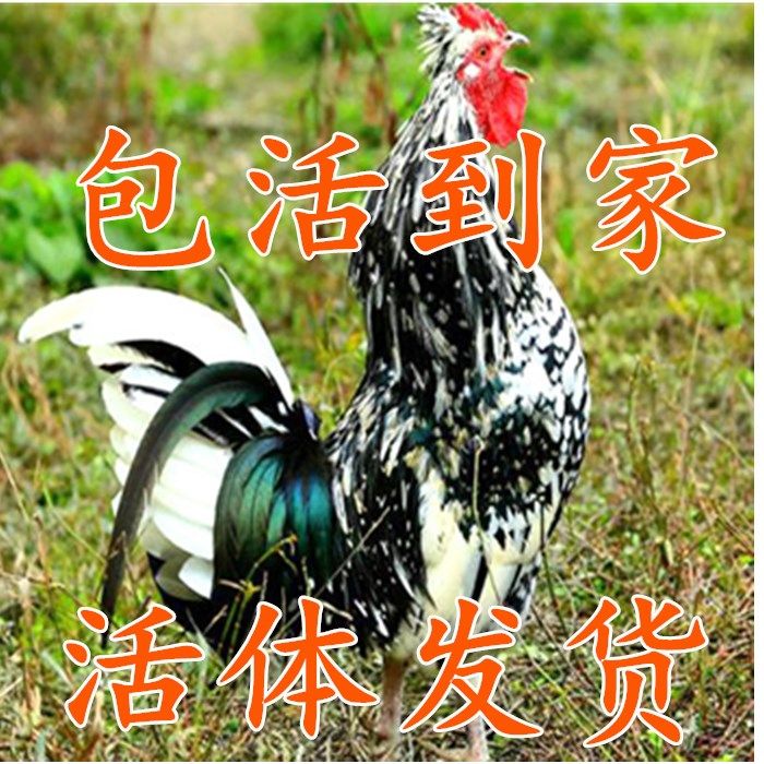 贵妃公鸡 下蛋鸡贵妃鸡 散养土鸡 月子鸡 芦花鸡五黑鸡 包活