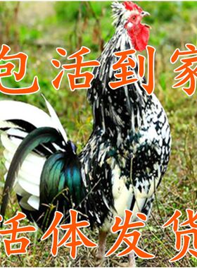 贵妃鸡江西鹰潭贵妃包活散养土鸡
