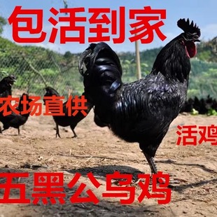 放养绿壳蛋鸡 五黑公鸡活体五黑一绿鸡土鸡乌骨鸡乌鸡活鸡包活