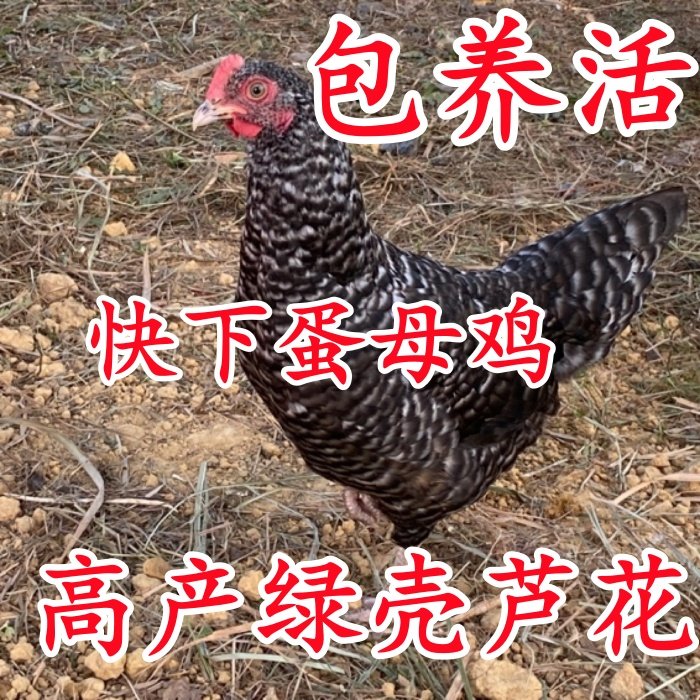 散养芦花鸡 快下蛋绿壳芦花母鸡土鸡活鸡观赏鸡 下蛋鸡公鸡活到家