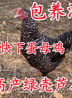 芦花鸡包活到家母鸡土鸡公鸡
