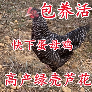 散养芦花鸡 快下蛋绿壳芦花母鸡土鸡活鸡观赏鸡 下蛋鸡公鸡活到家