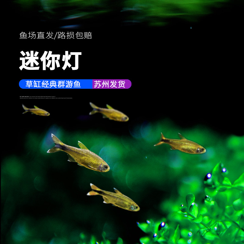 迷你灯满天星银尖灯科小鱼热带观赏鱼活体群游草缸鱼水族新手好养