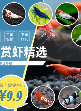 观赏虾淡水活体宠物草缸黑米水晶虾樱花极火米虾大和除藻工具虾