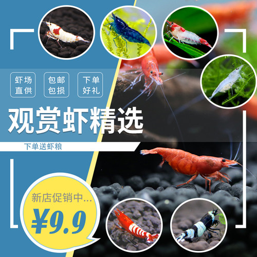 淡水工具虾观赏虾除藻水晶虾草缸