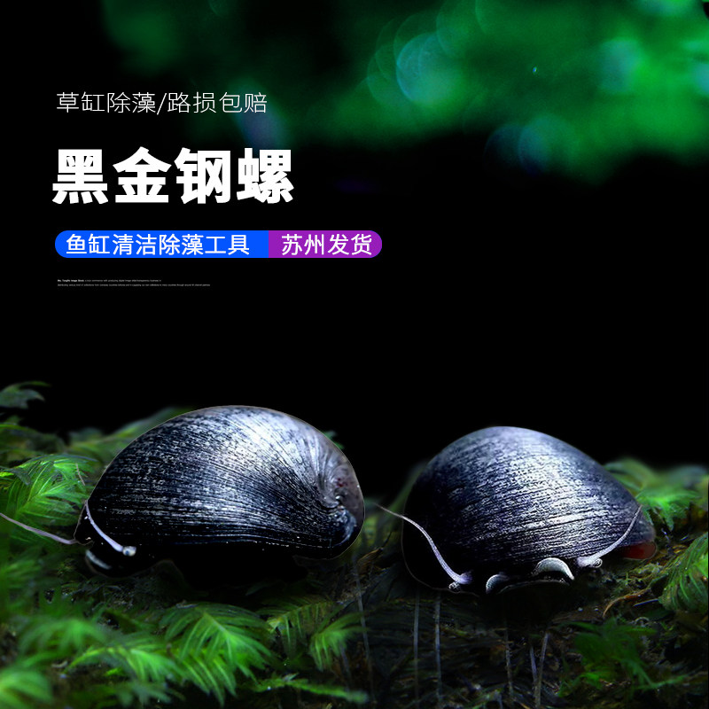 黑金刚螺活体除藻清洁淡水