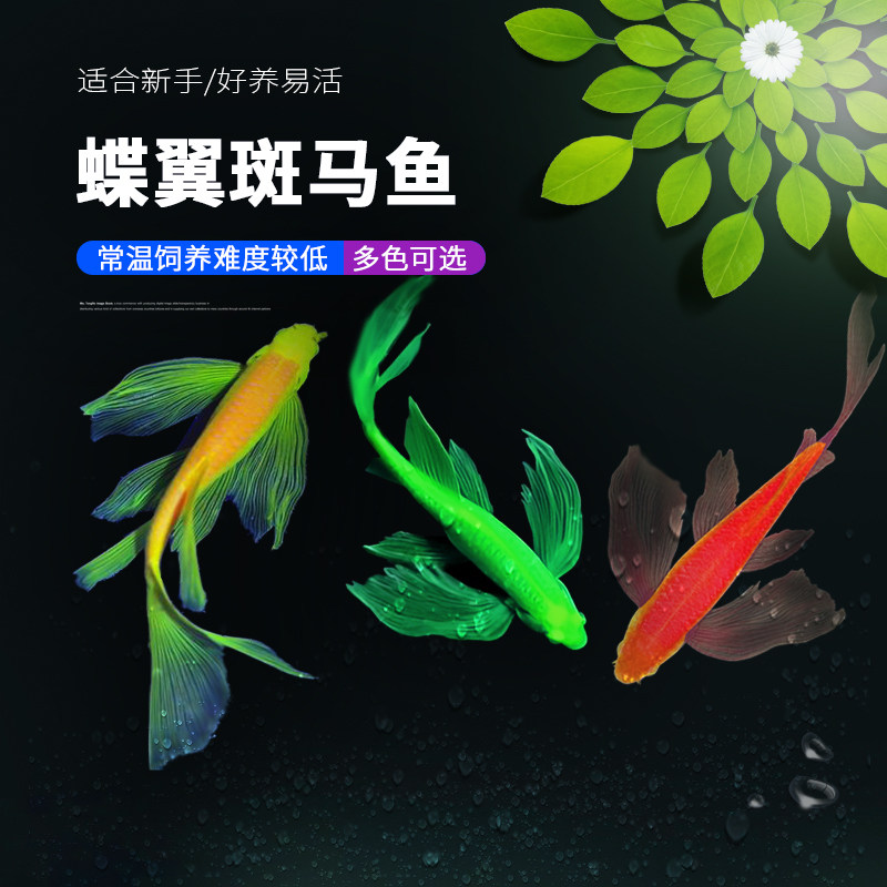 好养蝶翼斑马冷水观赏鱼新品促销