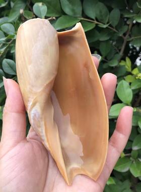 白瓢螺天然贝壳大海螺