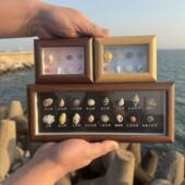 天然贝壳海螺标本相框装 饰摆件手工DIY创意礼物木质框海边礼品