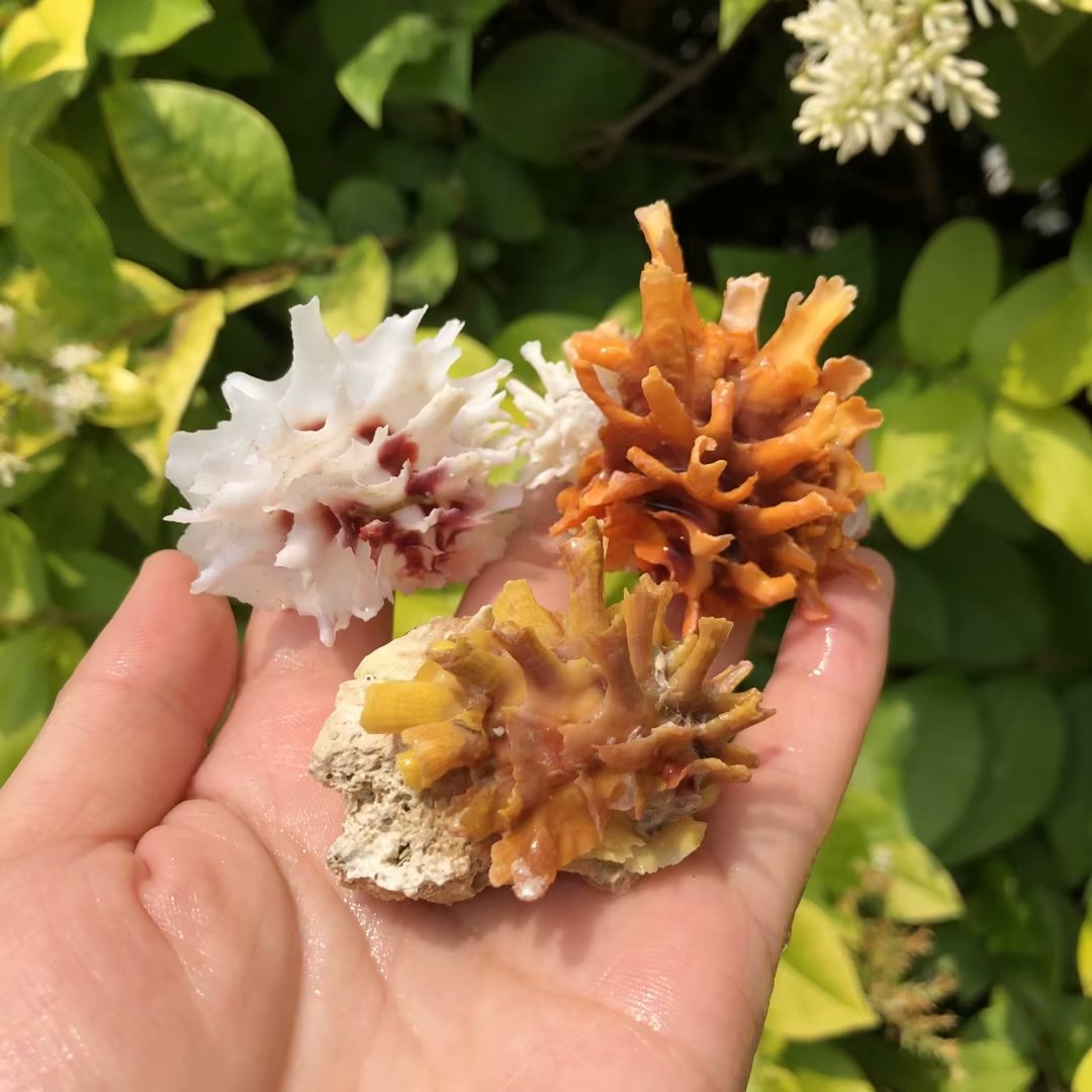 算盘蛤海菊蛤天然贝壳海螺