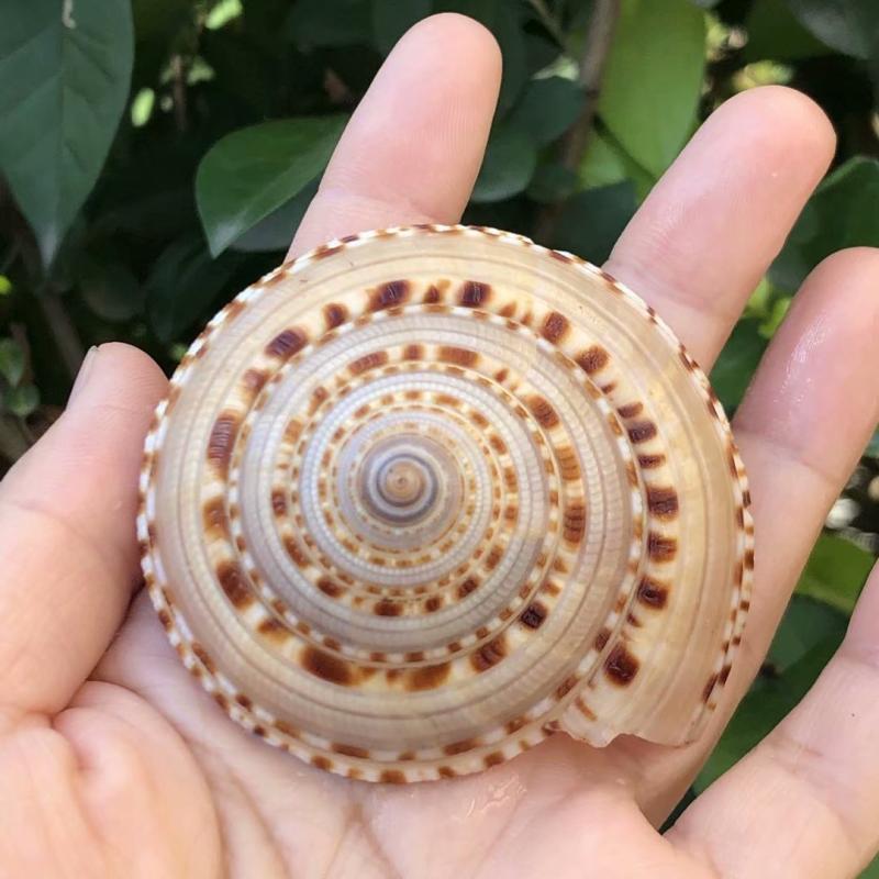 天然贝壳海螺草帽车轮摆件工艺品