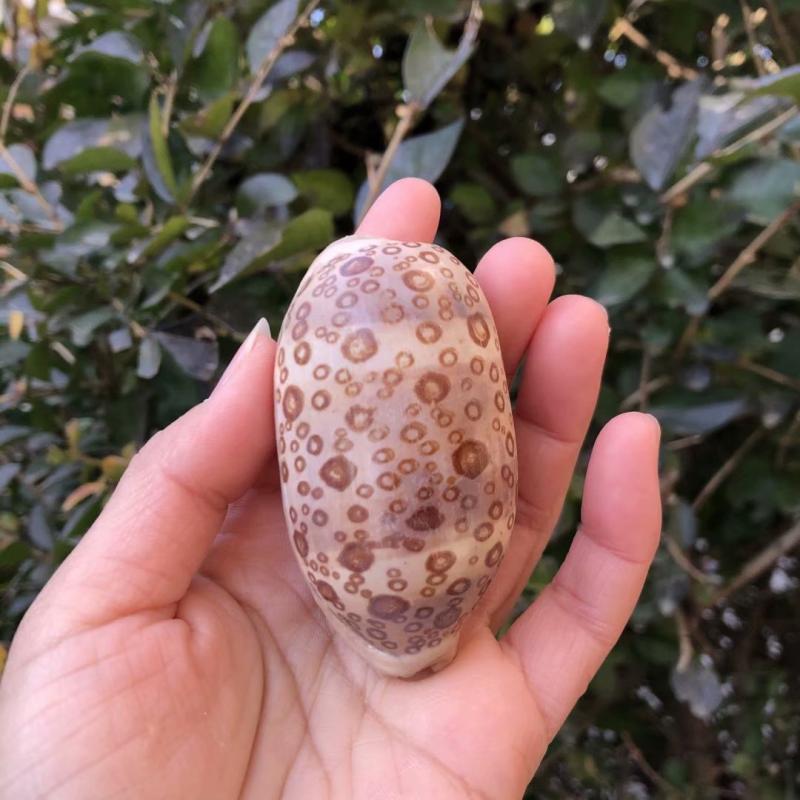 百眼宝螺天然海螺贝壳稀有标本螺·鱼缸水族造景装饰家居收藏摆件