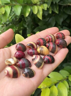 贝壳海螺天然蜗牛造景厂家批发