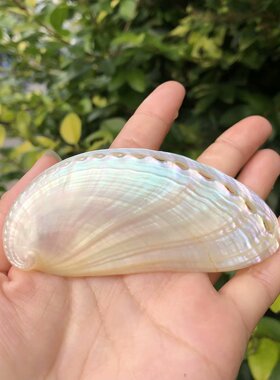 驴耳贝天然海螺鲍鱼壳白色贝壳鱼缸水族造景装饰品家居摆件礼品