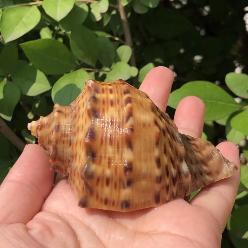 天然贝壳海螺香螺壳寄居蟹卷鱼贝替换壳鱼缸水族装饰品家居工艺品-封面