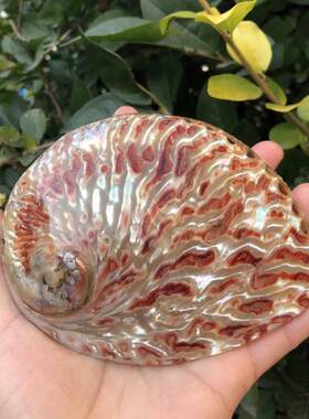 大鲍鱼香皂盒鼠尾草盆栽海螺贝壳