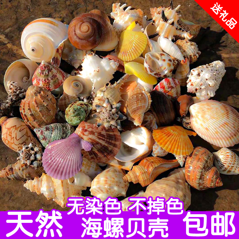天然套装贝壳海螺鱼缸造景