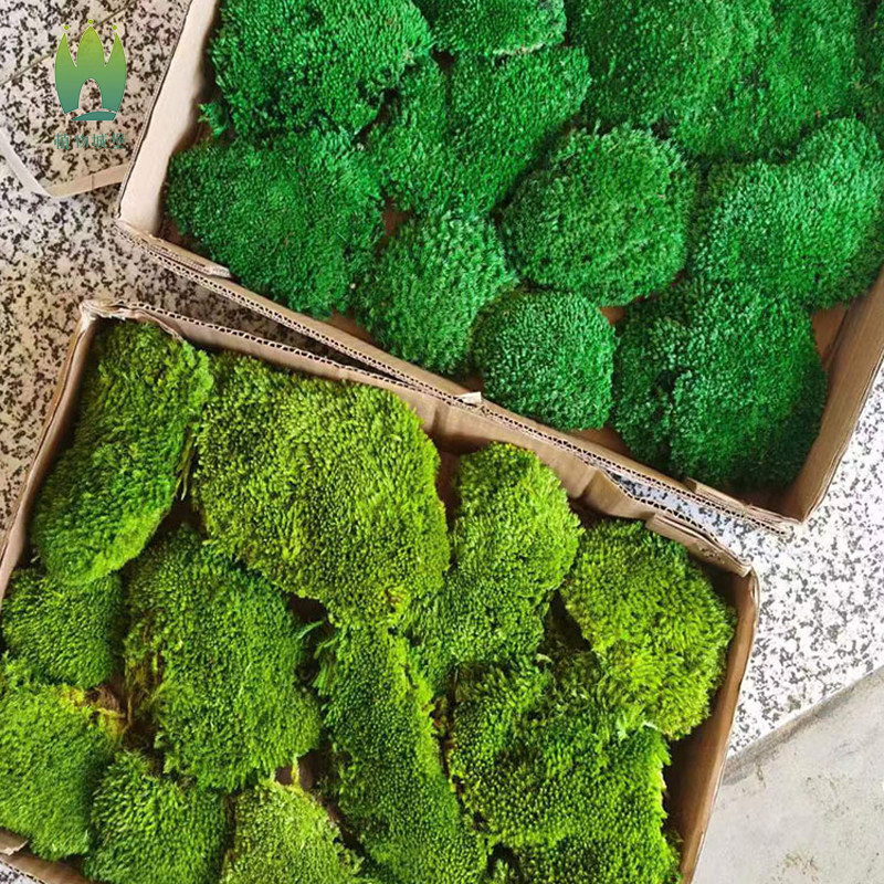 景观造景永生苔藓植物墙植被白发大灰藓背景墙青苔橱窗室内枯山水