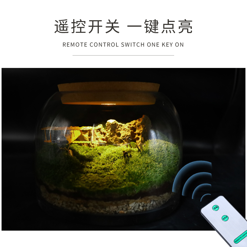 植物城堡鲜活苔藓微景观桌面创意青苔盆景生态瓶办公送礼成品发货