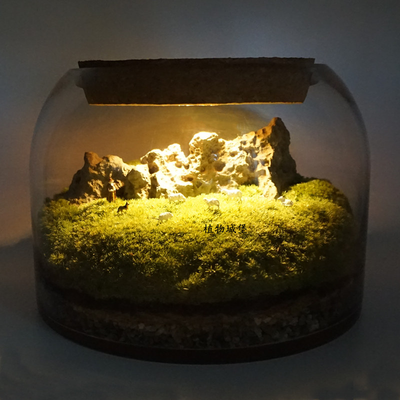 青苔苔藓微景观生态瓶玻璃缸闷养微观盆景盆栽景观造景成品发货