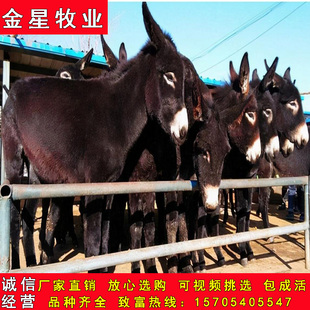 德州驴出售活驴肉驴三粉驴母驴活体育肥驴关中驴崽骑乘观赏小毛驴