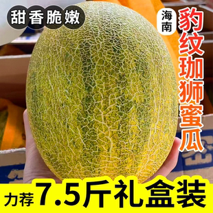 海南豹纹珈狮蜜瓜新鲜正宗当季时令水果脆甜冰糖豹纹哈密瓜现摘发